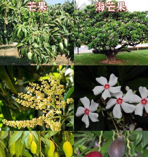 芒果的生长环境条件及特点