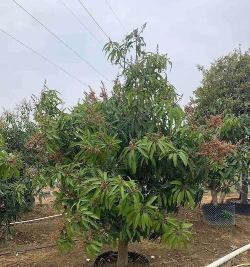 芒果树盆栽的全面指南（从选树、种植、养护到收获）