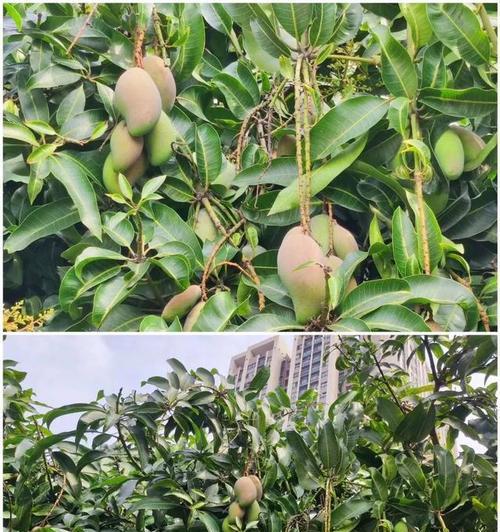 芒果树在南方地区种植的可行性探讨（南方地区适宜种植芒果树的环境条件和注意事项）