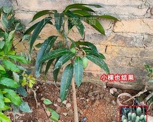 芒果树盆栽的成果和时间