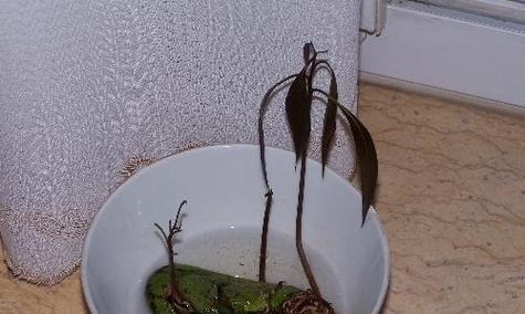 芒果种子催芽方法大全（从水培到土法）