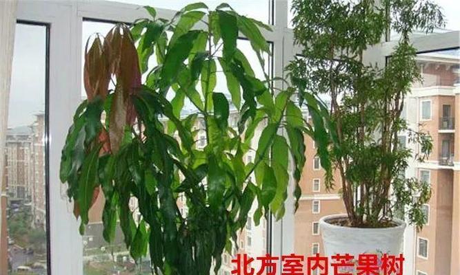 芒果籽可以种吗（芒果籽种植详解）