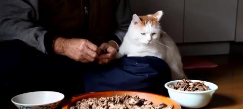 猫是否可以吃核桃（科学家揭秘猫吃核桃的真相）