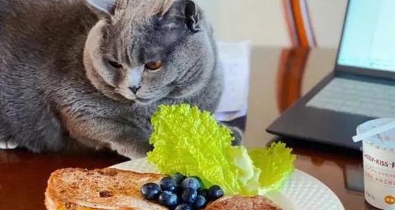 猫咪的食物黑名单（了解猫咪的食物偏好和不良反应）