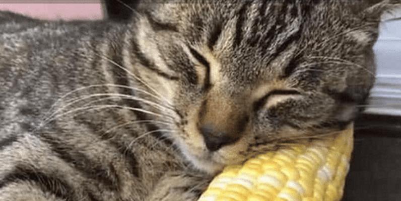 猫咪可以吃玉米吗（探究猫咪的饮食习惯和营养需求以及玉米的成分和营养价值）