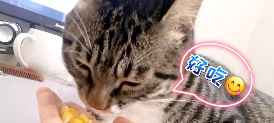 猫咪可以吃玉米吗（探究猫咪的饮食习惯和营养需求以及玉米的成分和营养价值）