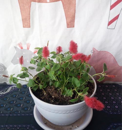猫尾红，绿色多年生草本植物（了解猫尾红的特点）