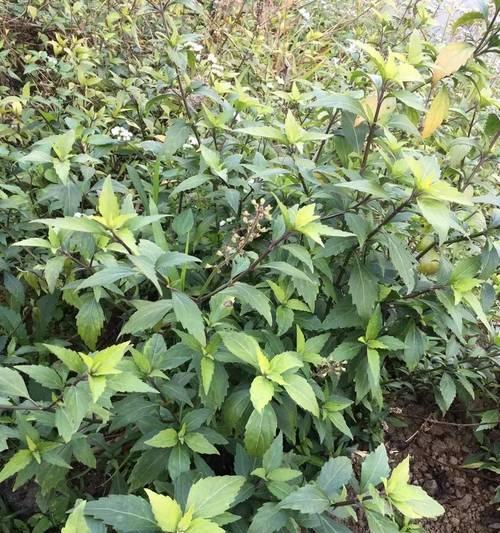 猫须草的神奇功效（从调理身体到美容养颜）
