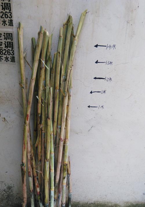 茅草根的最佳采摘时间与方法（根据生长周期和气候条件合理挖掘）