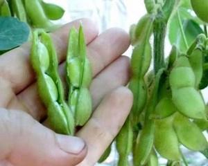毛豆种子长成什么样子（探秘毛豆种子的特点和生长过程）
