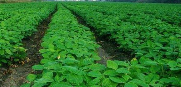 毛豆底肥的施用方法（如何选择适合毛豆的肥料）