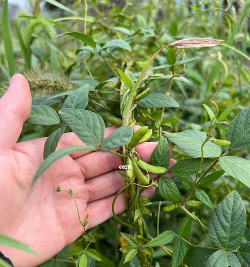 探究毛豆的种类、生长和营养（掌握毛豆的生长环境）