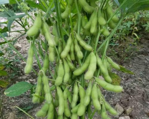 探究毛豆的种类、生长和营养（掌握毛豆的生长环境）