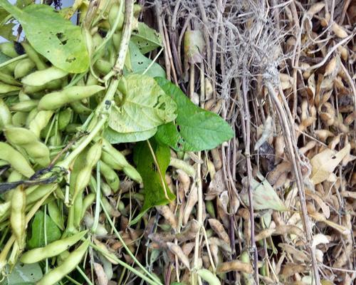 毛豆是双子叶植物吗（科学家揭开毛豆真相）
