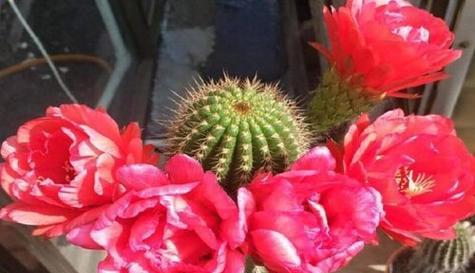 毛花柱的开花特性（了解毛花柱的开花周期及影响因素）
