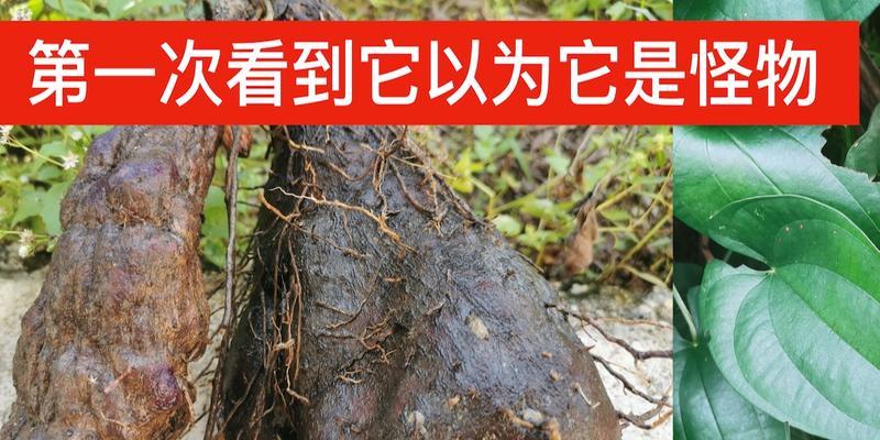 毛薯种植的全面指南（掌握正确种植方法）