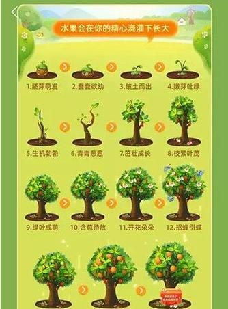 毛桃种子播种方法（打造家庭果园）