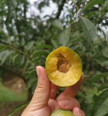 茂县李子成熟季节（探访茂县李子的成熟时期及其特点）