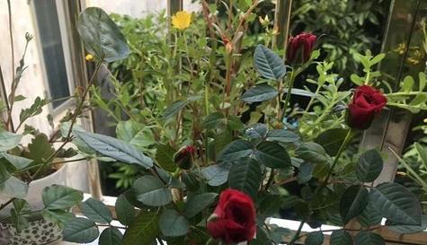 玫瑰的生长过程（探索玫瑰从种子到花朵的完整成长过程）