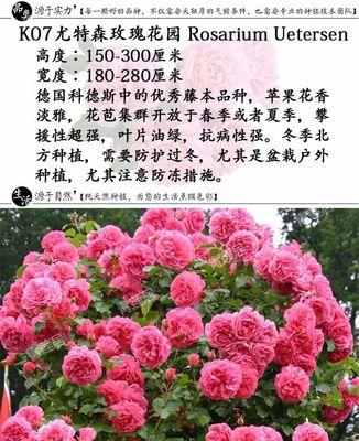 山地玫瑰的浇水方法（了解山地玫瑰的生长特点）