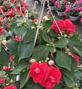 玫瑰海棠的修剪技巧（花后修剪）