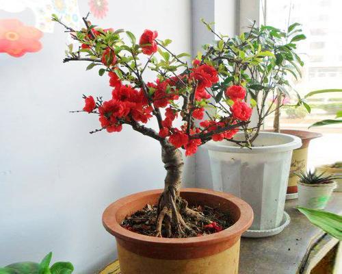 玫瑰海棠的修剪技巧（花后修剪）