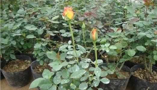 盆栽玫瑰花的养殖方法与注意事项（打造美丽的花园）
