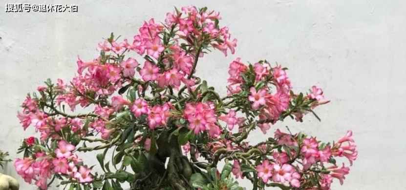 如何正确种植玫瑰花（从选盆到移栽）