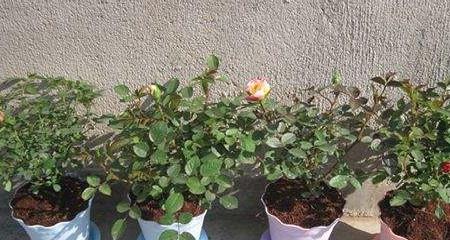 玫瑰花如何浇水（浇水的时间）