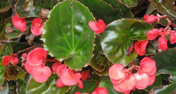 四季海棠花的花语与寓意（探索四季海棠花的神秘花语）