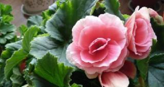 四季海棠花的花语与寓意（探索四季海棠花的神秘花语）