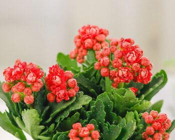 四季花开，美丽永恒（四季最有代表性的花种类与特点）