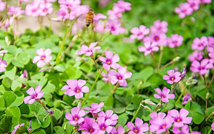 四叶草的花语与寓意（带给你好运的绿叶守护者）