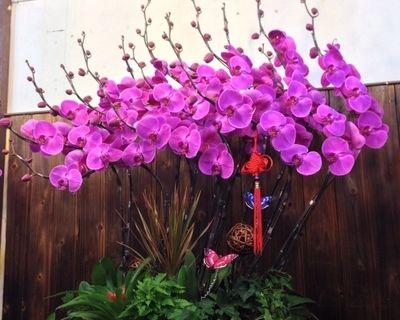 花语大全（探索鲜花的奥秘）