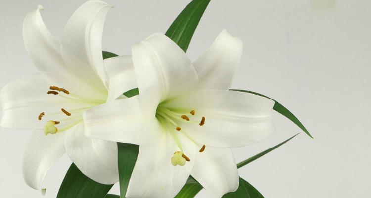 送人百合花的意义与寓意（传递深情与美好祝愿的最佳选择）
