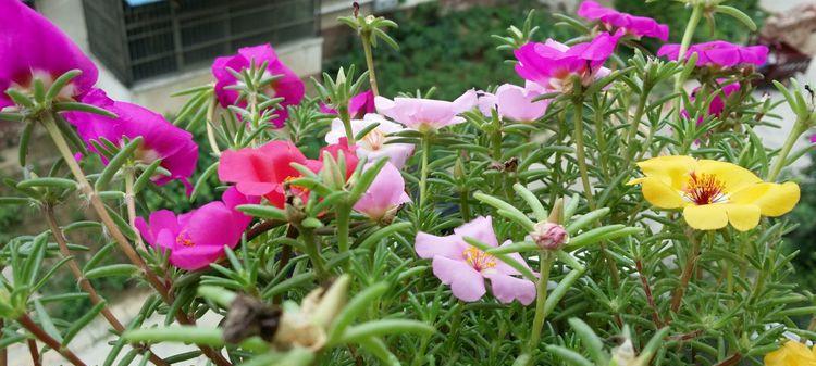 以太阳花的花语含义（以太阳花的美丽与象征意义）