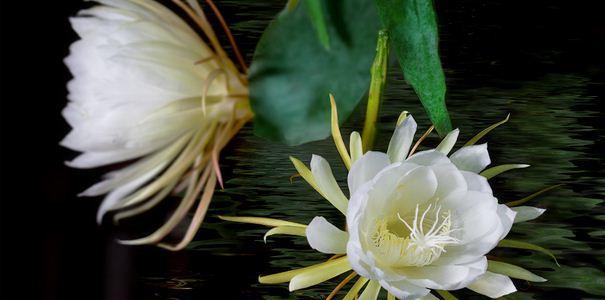 昙花花语的美丽与寓意（探寻昙花开放的奇迹与意义）