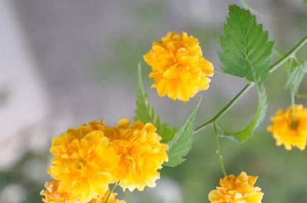 棠棣花的寓意与象征意义（揭秘棠棣花的花语和文化内涵）