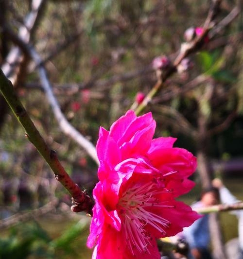 桃花的寓意与象征在古代的意义（探究桃花在古代文化中的象征意义及传承关系）