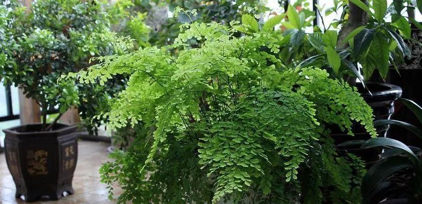 铁线蕨花语的含义与象征（探索铁线蕨的花语）