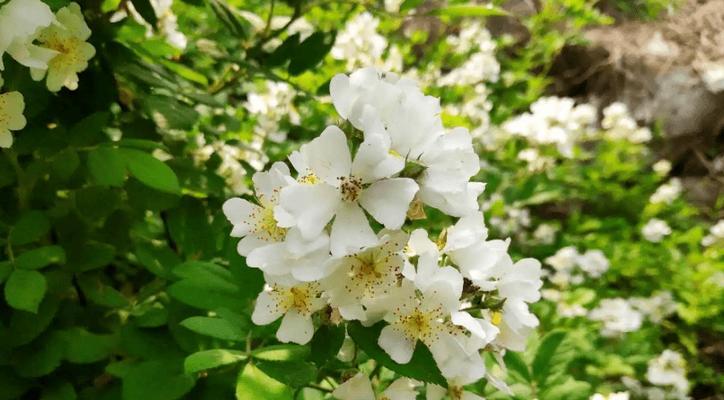 荼糜花的花语及寓意（探索荼糜花的美丽与意义）