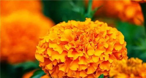 万寿菊花语的深层含义（探索万寿菊的花语与心灵的奇妙共鸣）