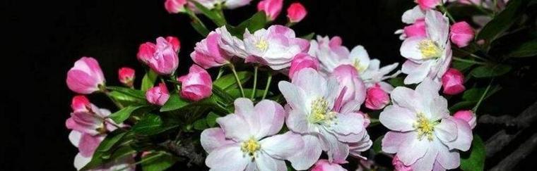 以西府海棠花语之美（诠释海棠花语的深刻内涵）