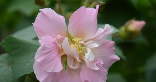 以夏腊梅之花语（揭示夏腊梅花的深意和象征）
