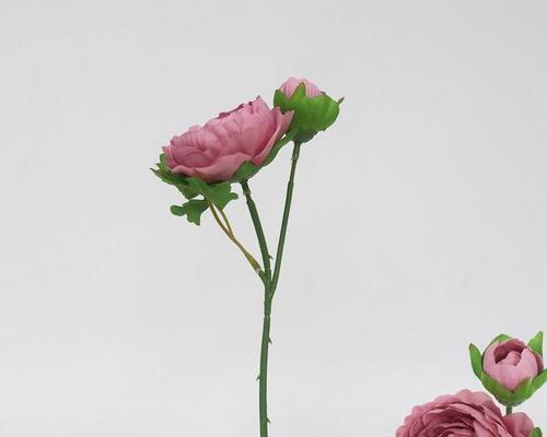 夏日花海，花开花落的意义（探寻花朵的花语之美）
