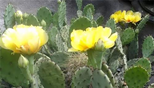仙人掌花语的奥秘（揭开仙人掌花语的神秘面纱）