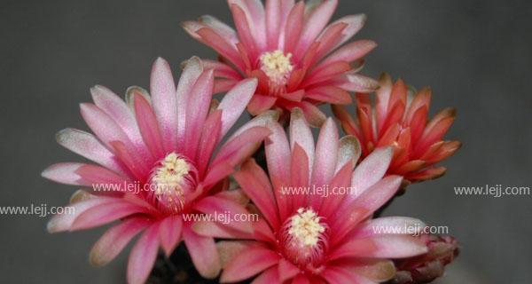 仙人掌花的花语与意义（揭秘仙人掌花的神秘花语）