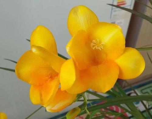 香雪兰花语与寓意（探寻香雪兰的花语及象征意义）