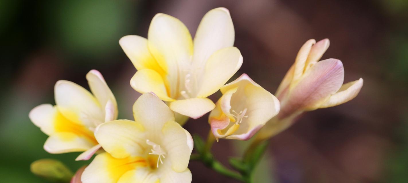 小苍兰的花语与寓意（小苍兰）