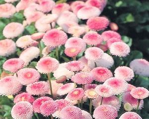 小雏菊的寓意与启示（花开绽放）
